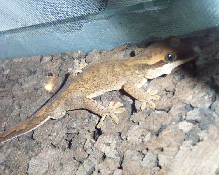 Sarasinorum Geckos
