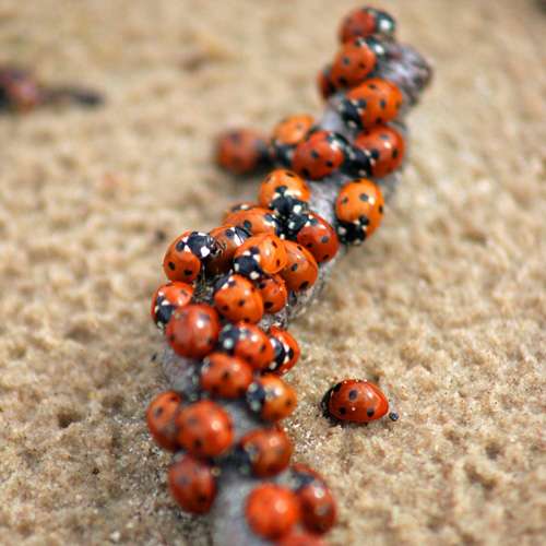 Seven-Spot-Ladybird