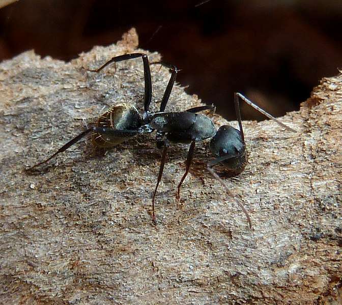 Shiny Sugar Ant