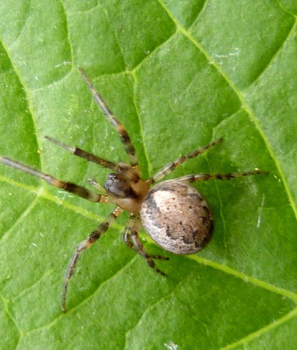 Silver-Sided Sector Spider