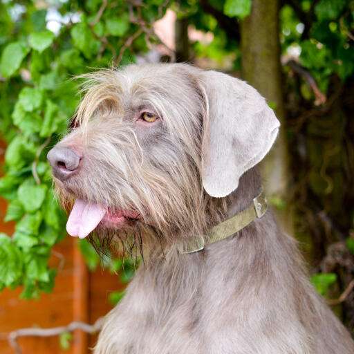 Slovakian Wirehaired pointer