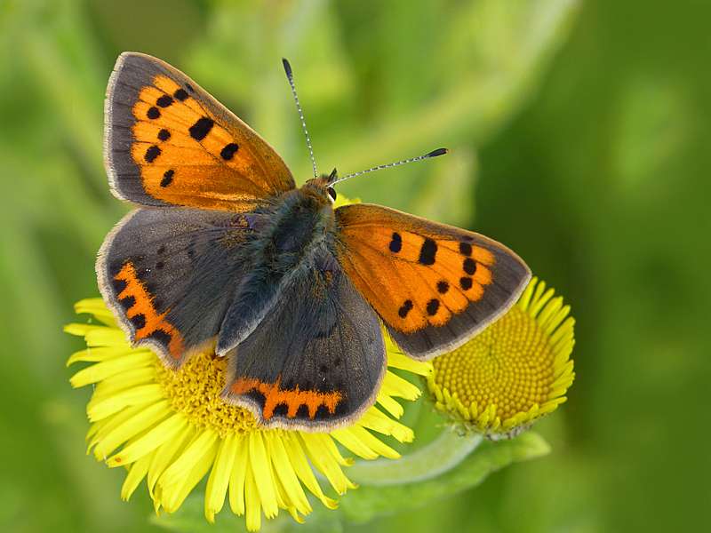 Small-Copper Butterfly