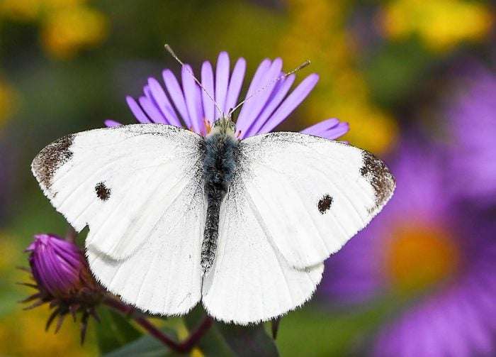 Small-White Butterfly