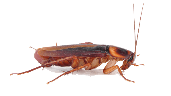 Smoky-Brown-Cockroach