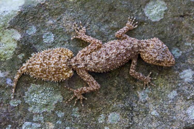 Southern Leaf-tailed Gecko