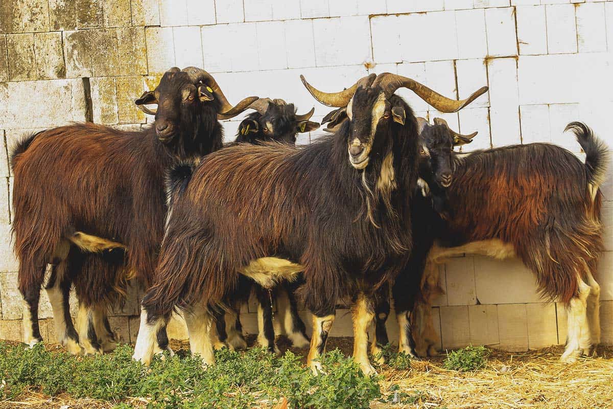 Spanish-Goat-Breed