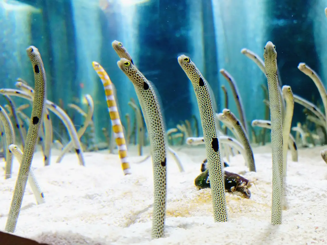 Spotted-Garden Eel