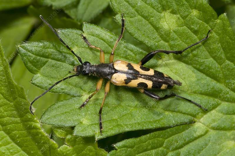 Spotted longhorn beetle