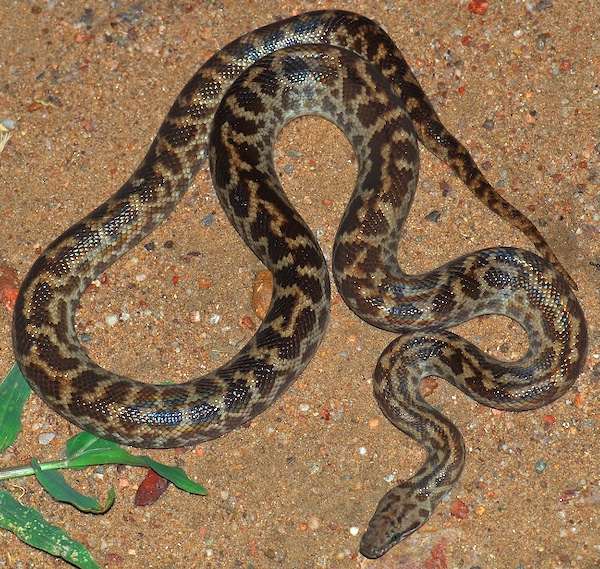 Spotted python (Antaresia maculata)