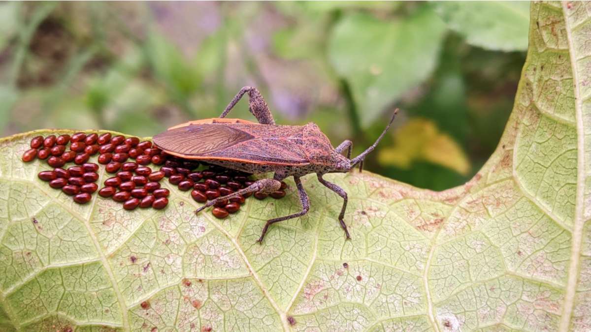 Squash-beetle