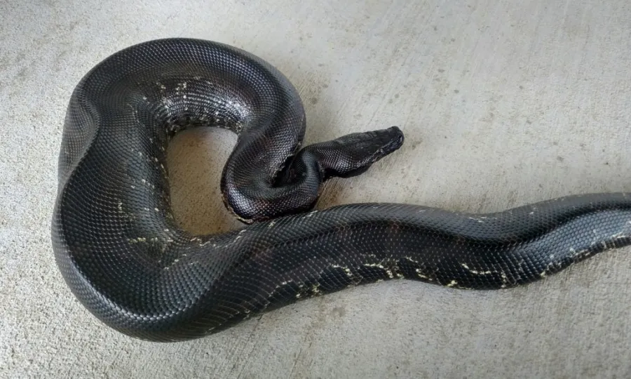 Sumatran-Short_tail-Python