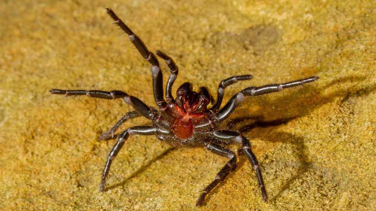 Sydney-Funnel-Web-Spider