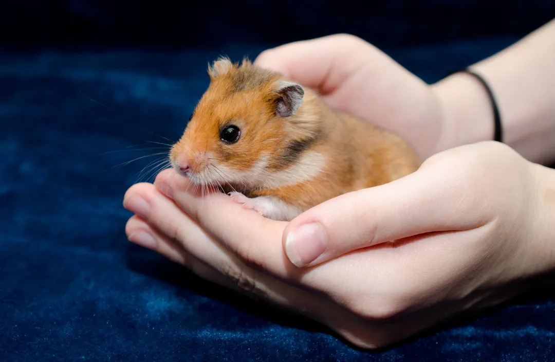 syrian hamster care