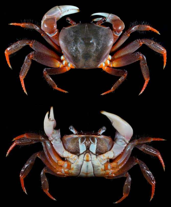 Thai Devil-Crab