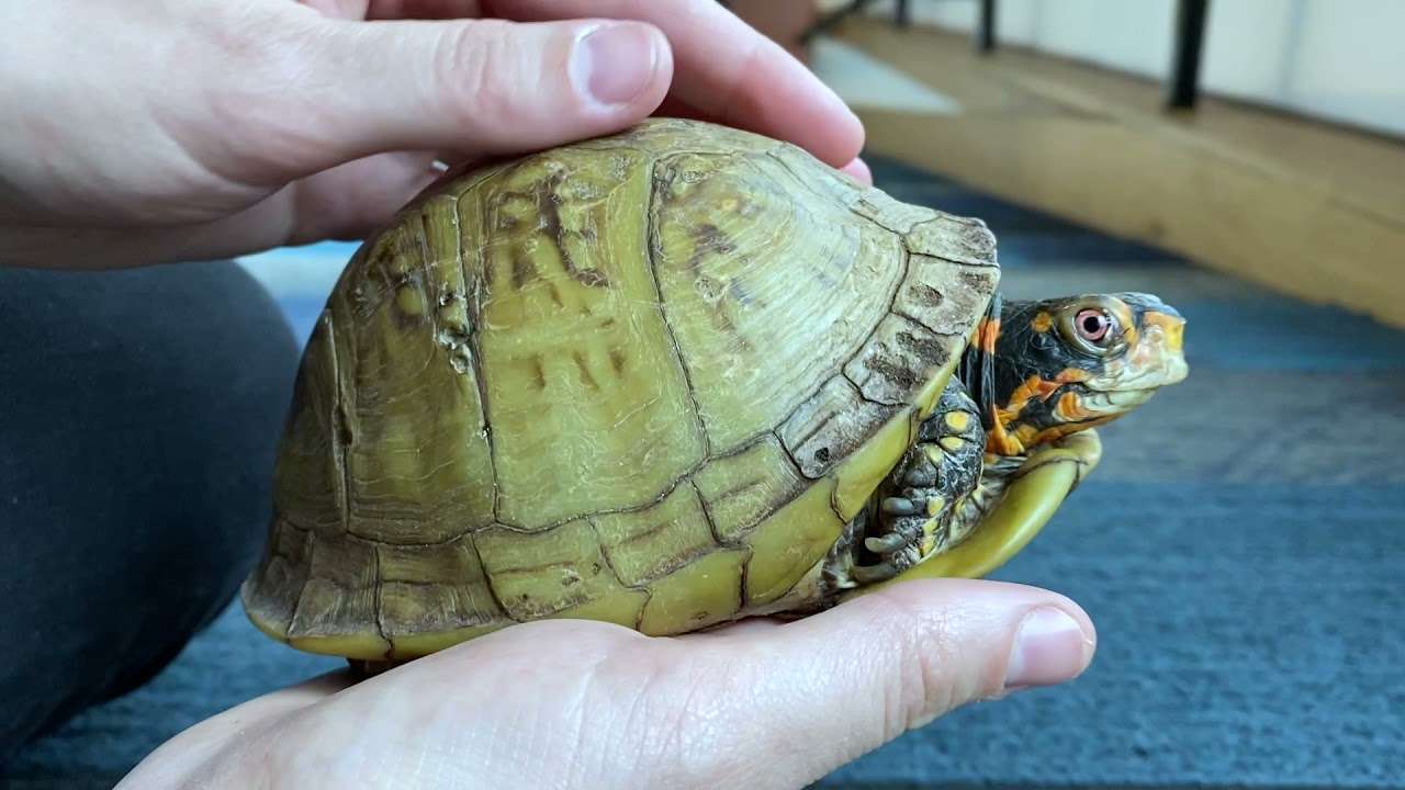Three-toed-Box Turtle