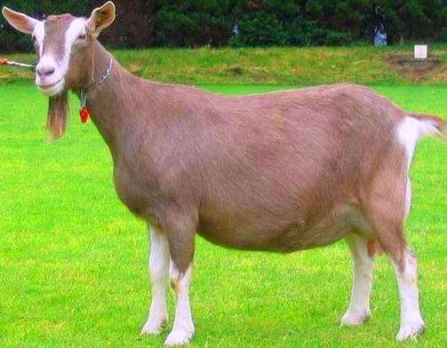 Toggenburg-Goat-Farming