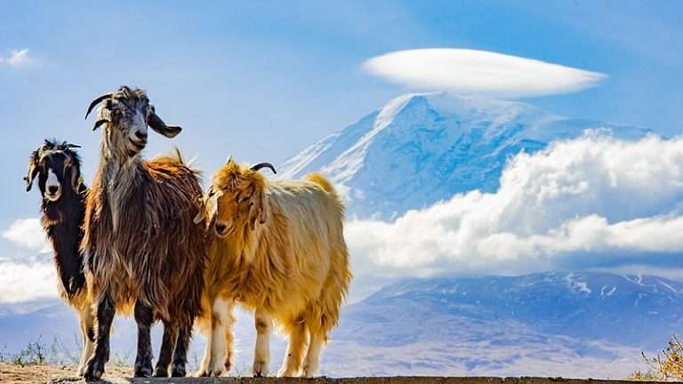 Turkish Hair Goat