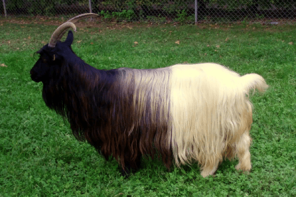Valais-Blackneck Goat
