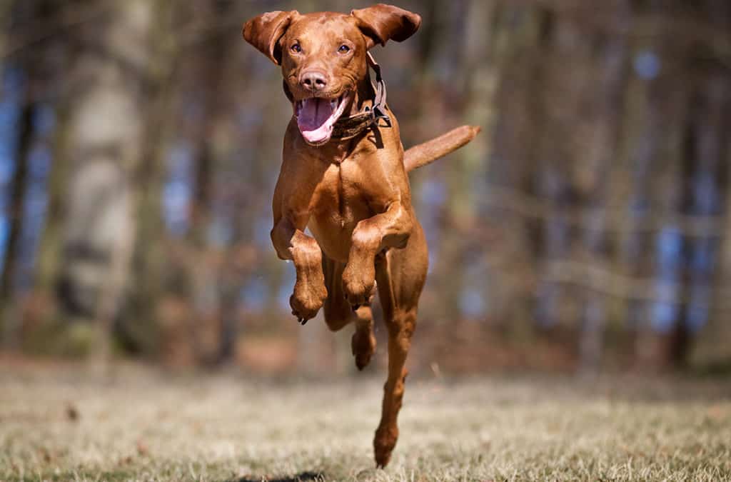 Vizsla Puppy