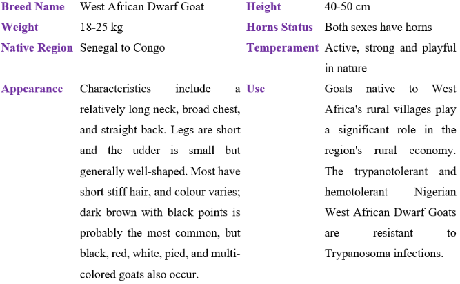 West African Dwarf Goat table