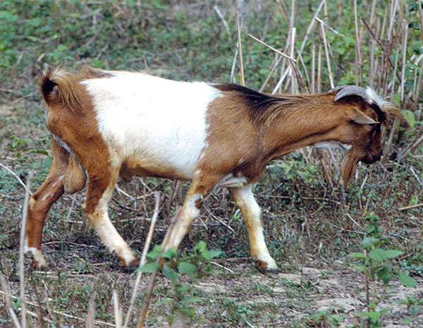 West-African-Dwarf-Goats