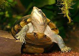 White-lipped-Mud turtles