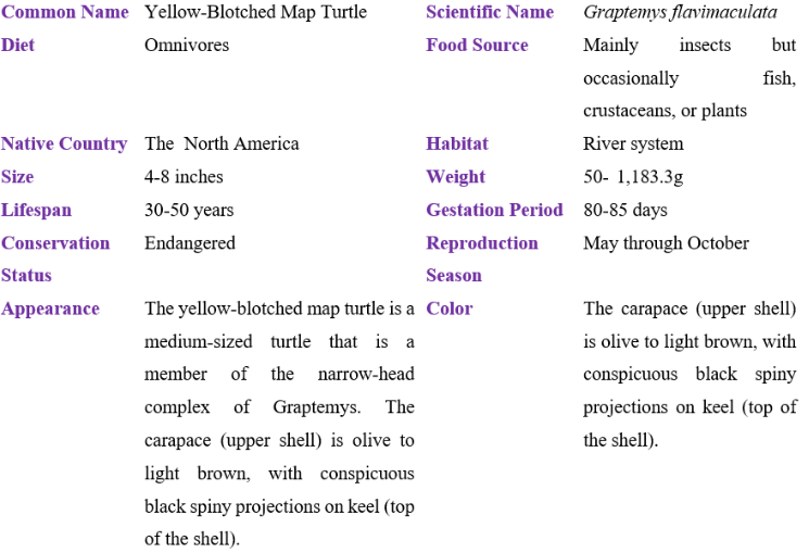 Yellow-blotched Map Turtle