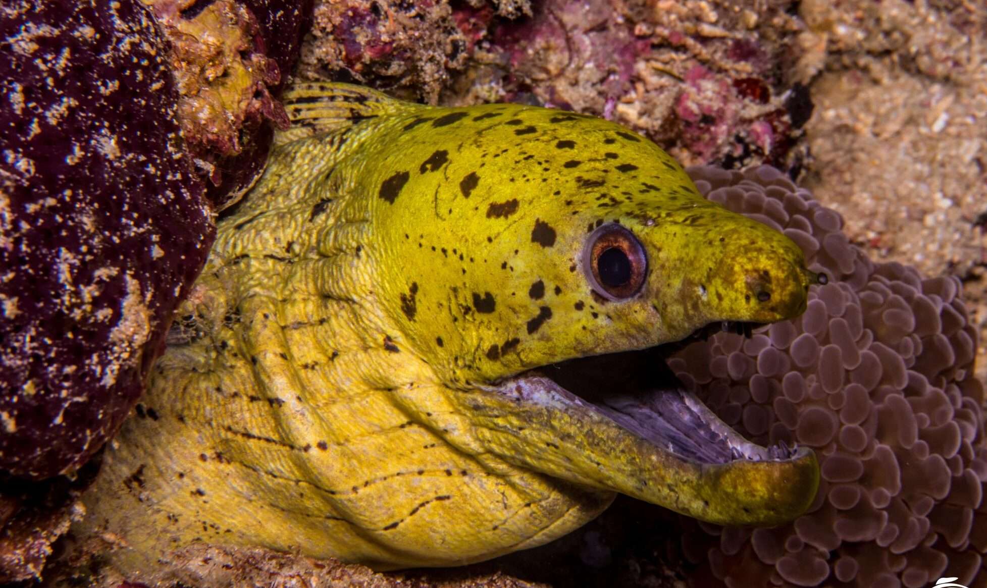 Yellowhead Moray-Eel