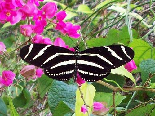 Zebra-Longwing Butterfly