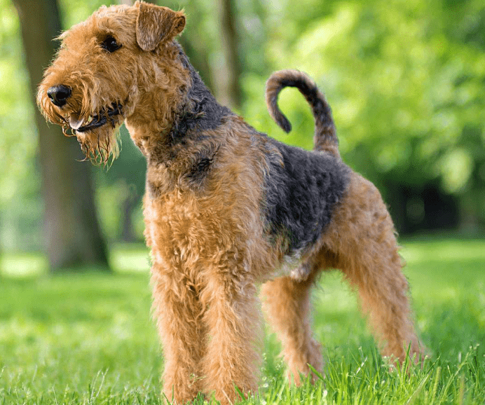 airedale-terrier.