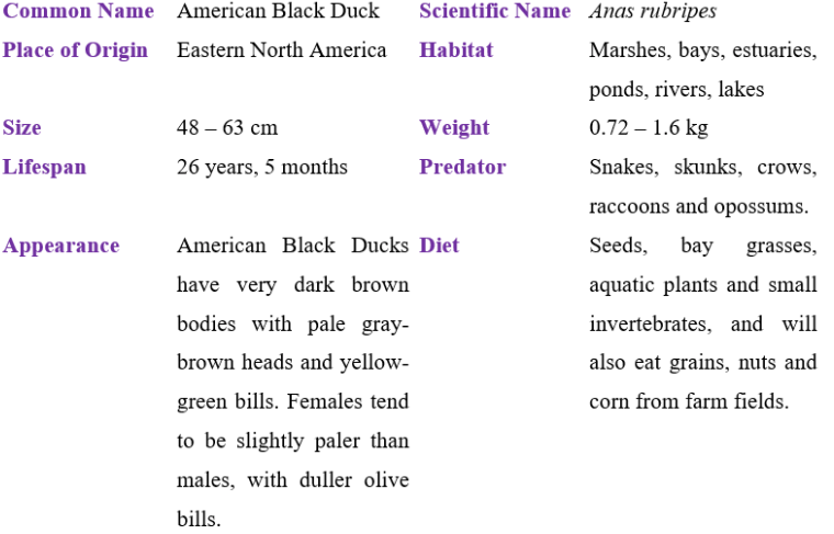 american black duck table