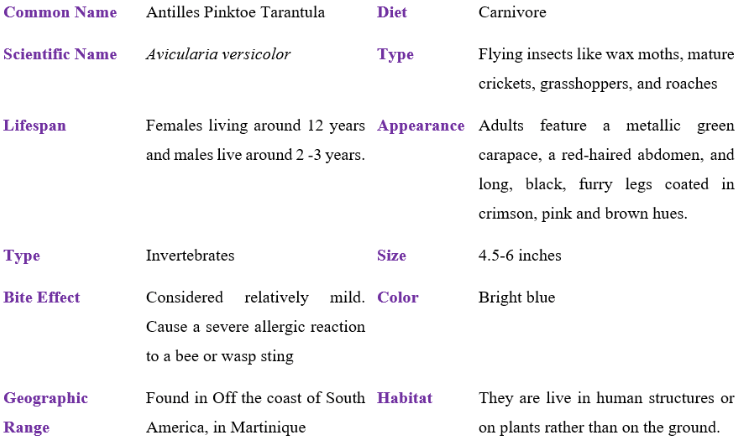 antilles pinktoe tarantula table
