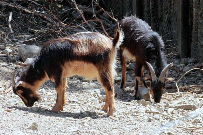 Arapawa Goats