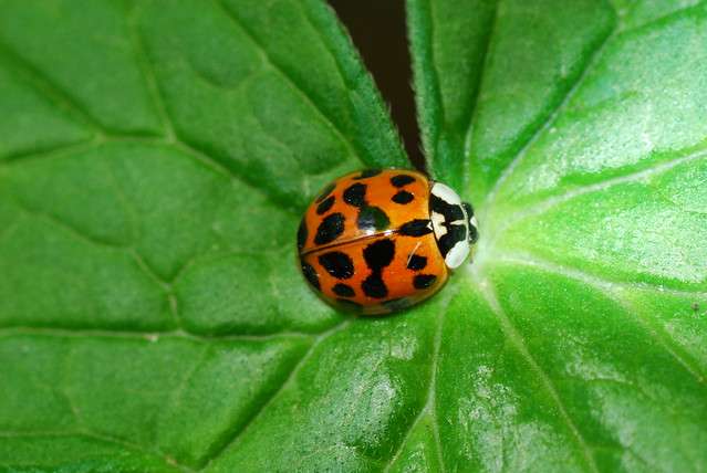 asian-lady-beetle