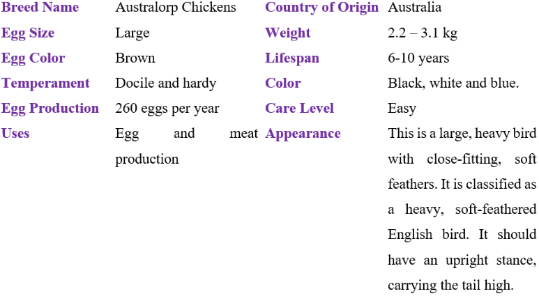 australorp chicken table