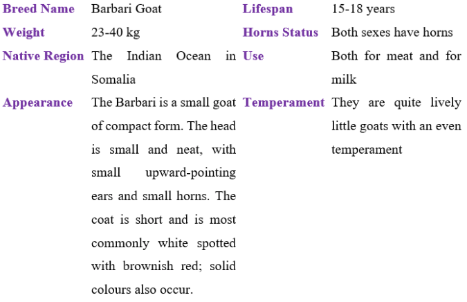 barbari goat table