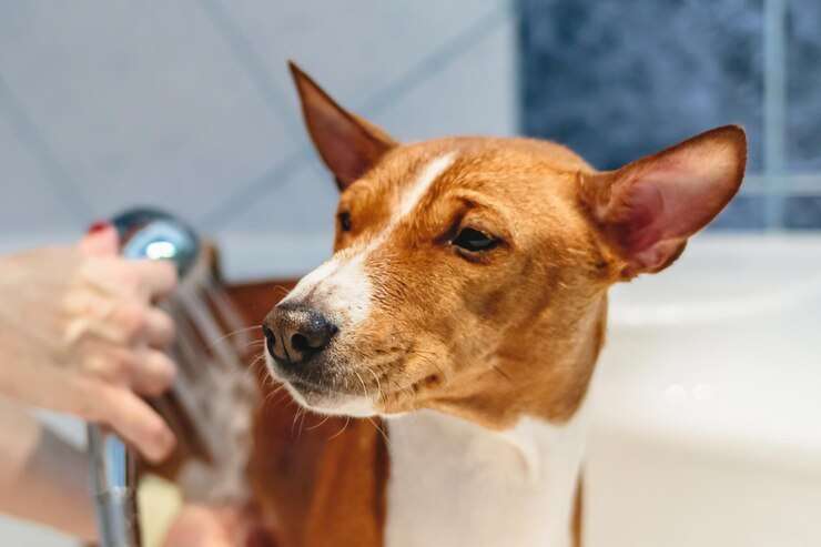 basenji dog grooming