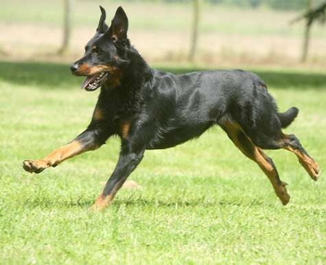 beauceron dog