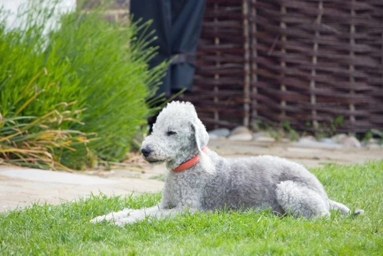 bedlington terrier care