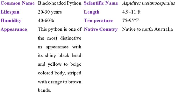 black-headed python table