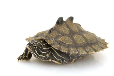 black-knobbed-map-turtle