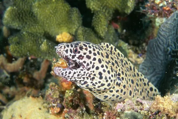 black spotted-eel