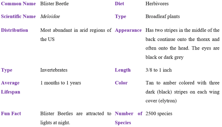 blister beetle table