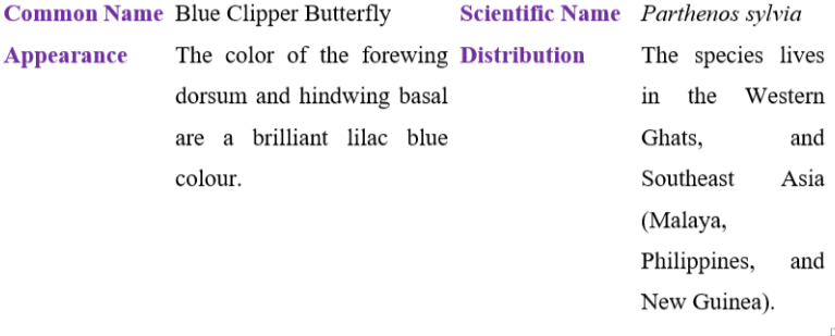blue clipper butterfly table