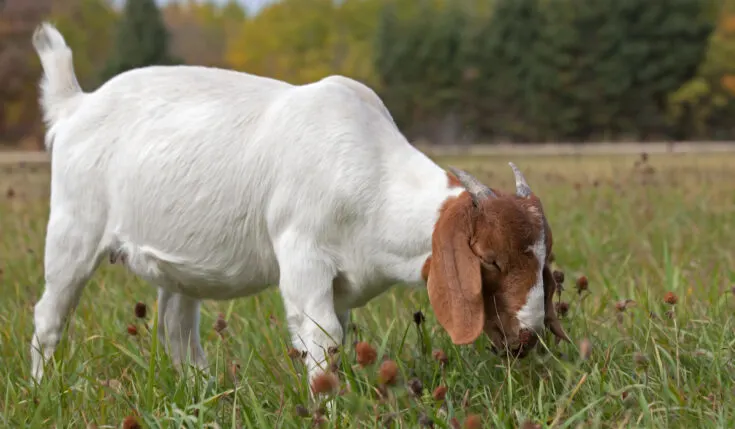 boer-goat-eating