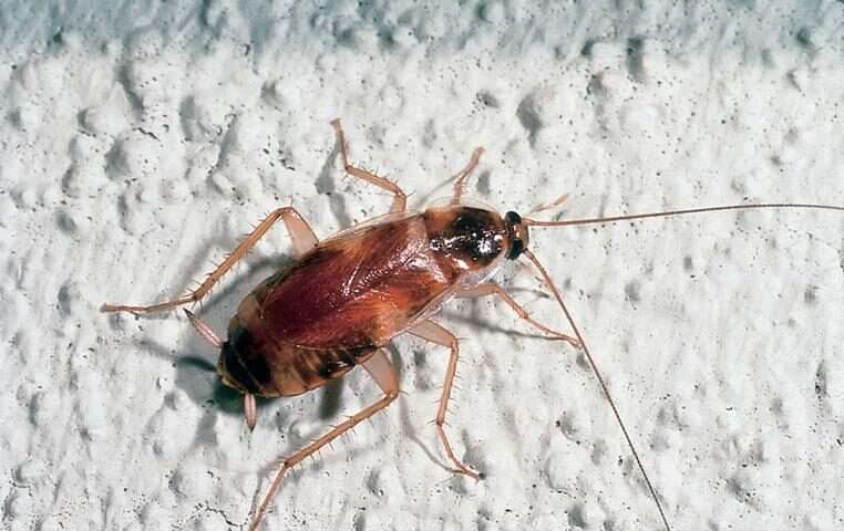 brownbanded_cockroach