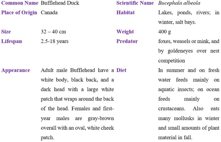 bufflehead duck table