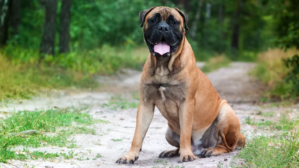 bull mastiff