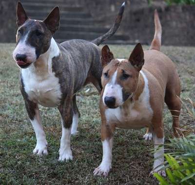 bull terrier dogs