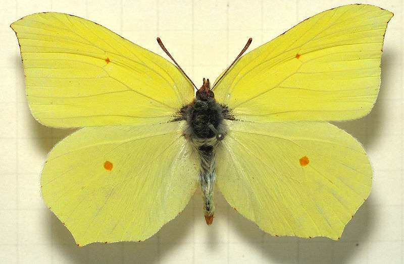 butterfly-brimstone